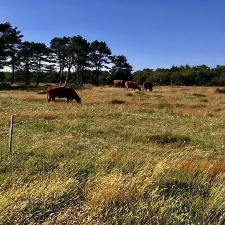 בית נופש 12255-sjaellands-odde-klokkelyngvej-5 Tjørneholm
